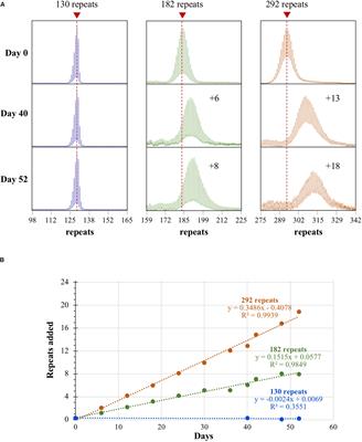 CGG Repeat Expansion, and Elevated Fmr1 Transcription and Mitochondrial Copy Number in a New Fragile X PM Mouse Embryonic Stem Cell Model